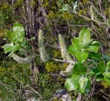 Salix caprea