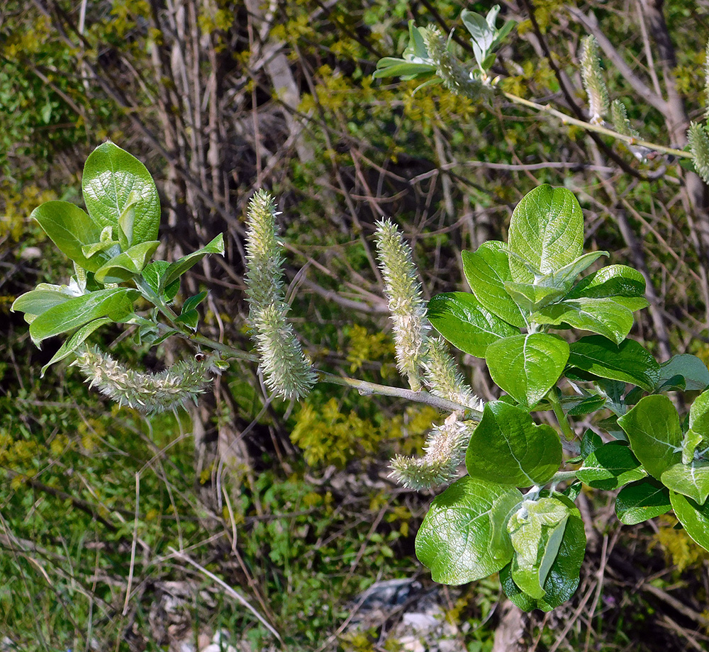 Image of Salix caprea specimen.