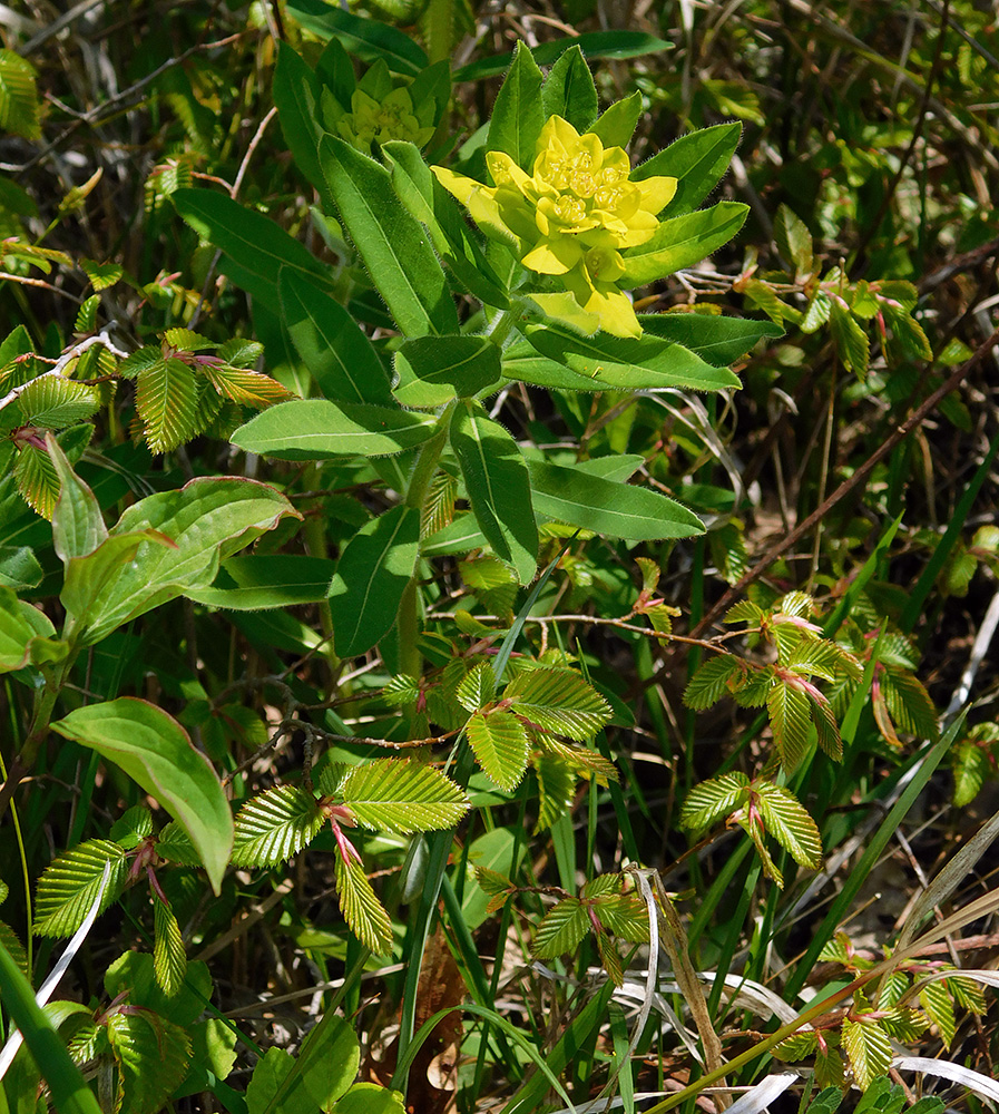 Изображение особи Euphorbia tauricola.