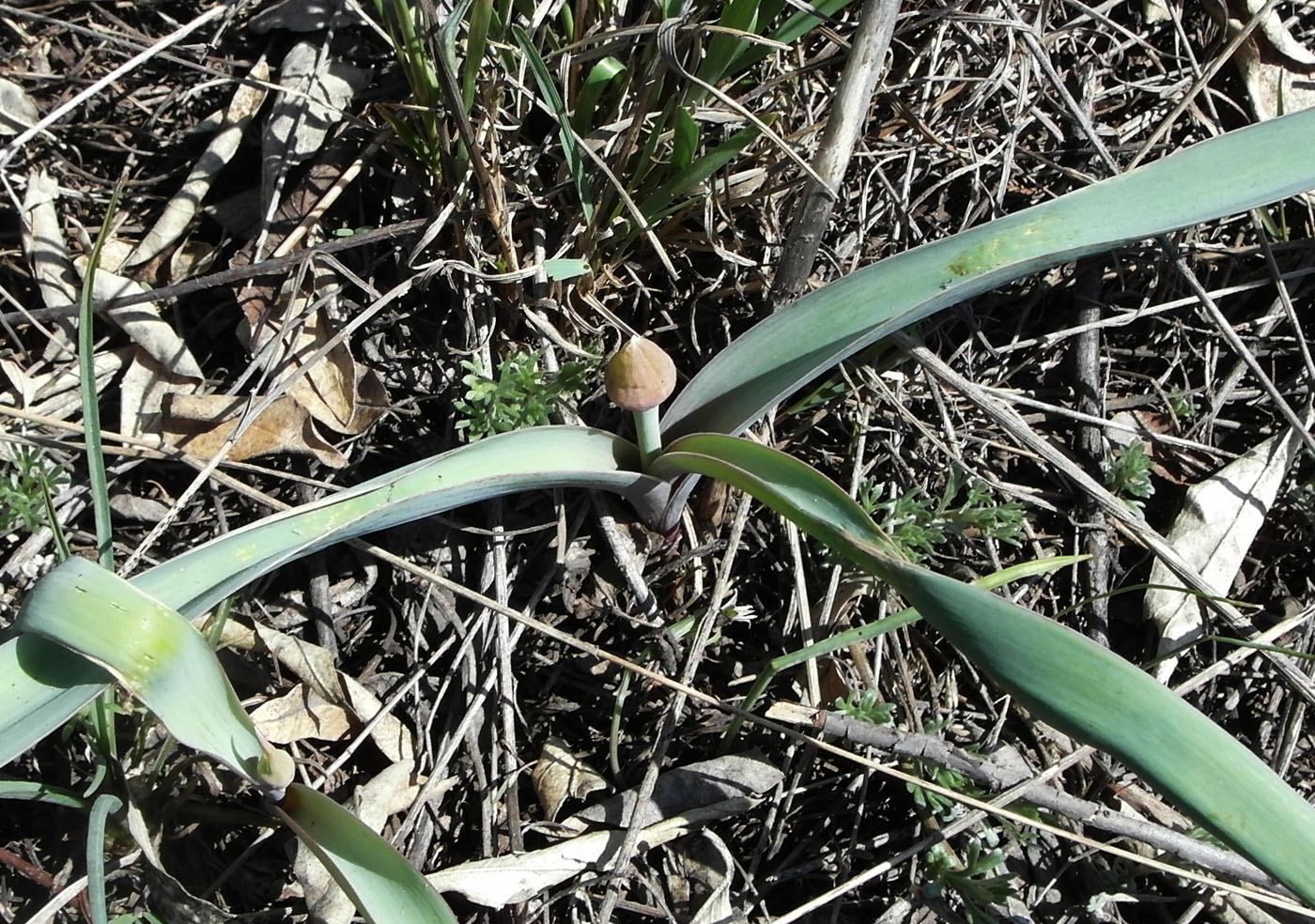 Изображение особи Allium tulipifolium.