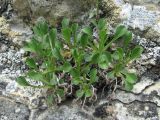 Campanula argunensis. Вегетирующие растения. Дагестан, Акушинский р-н, окр. с. Акуша, ок. 2000 м н.у.м., скала. 06.06.2019.