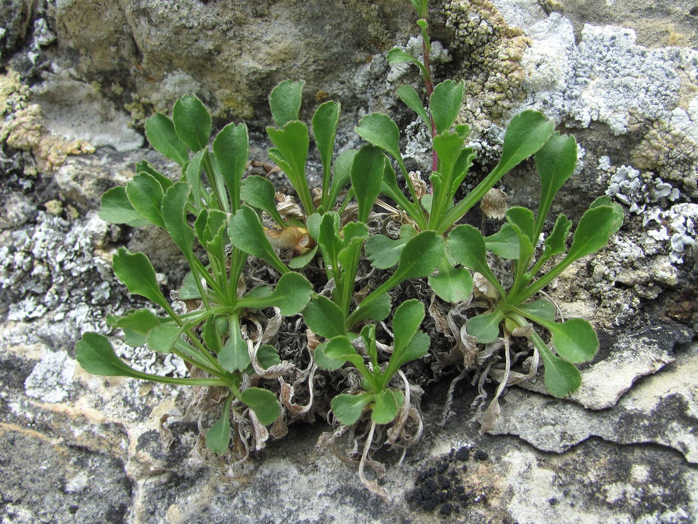 Изображение особи Campanula argunensis.