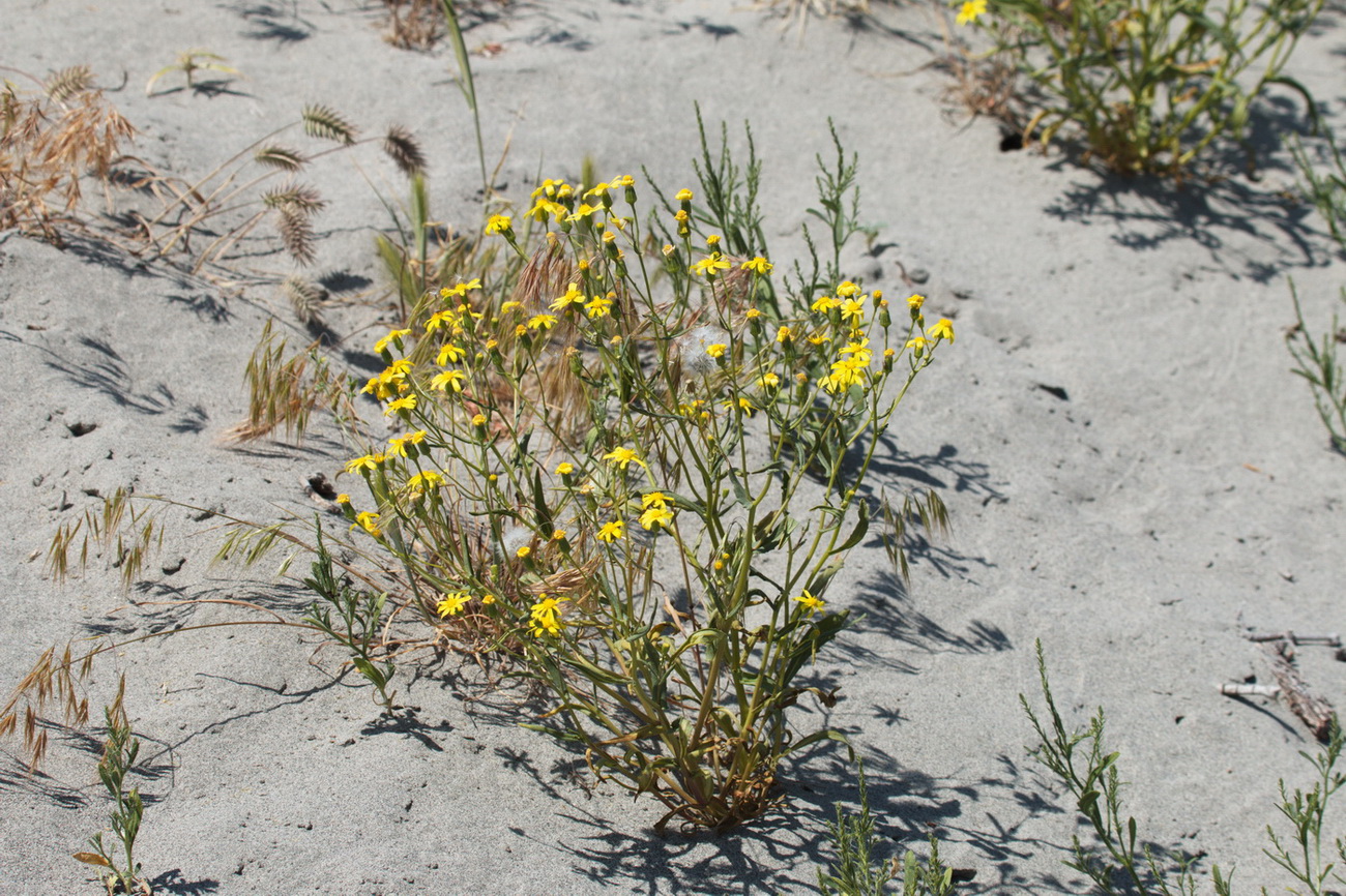 Image of Senecio subdentatus specimen.