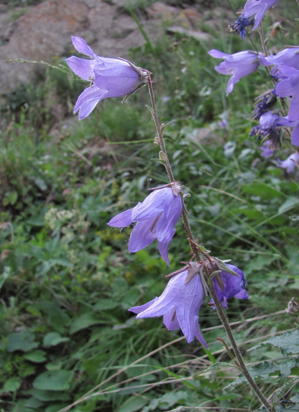 Изображение особи Campanula sarmatica.