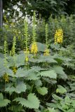 Ligularia stenocephala