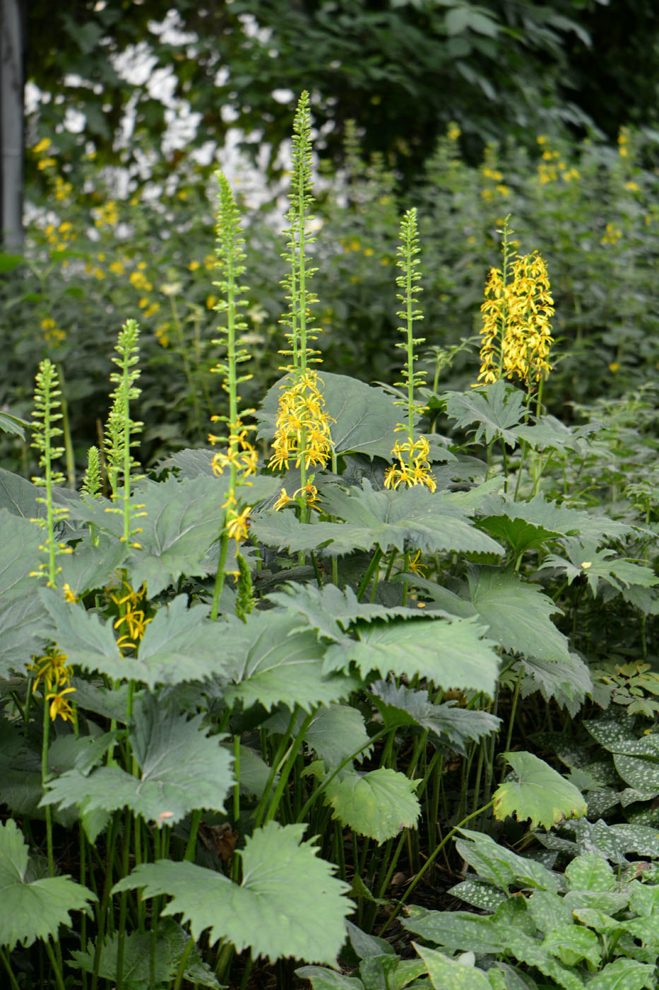 Изображение особи Ligularia stenocephala.