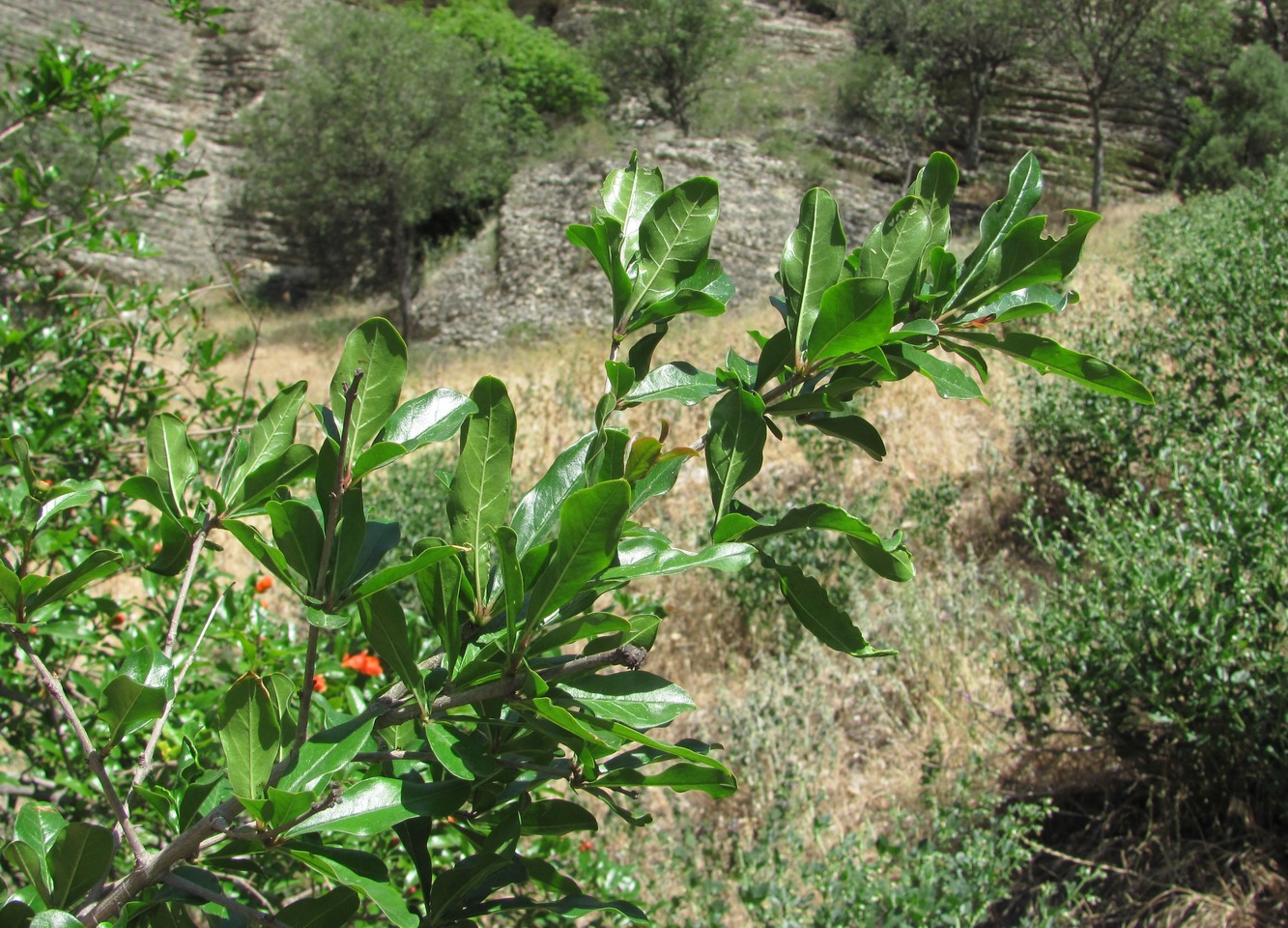 Image of Punica granatum specimen.