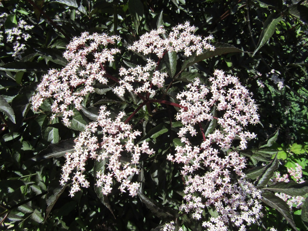 Изображение особи Sambucus nigra.