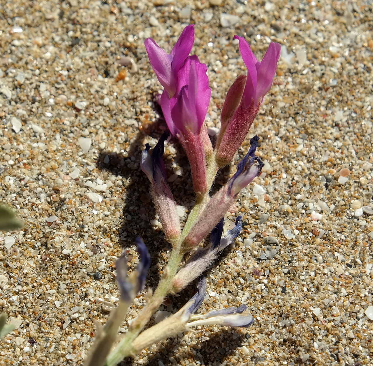 Изображение особи Astragalus varius ssp. eupatoricus.