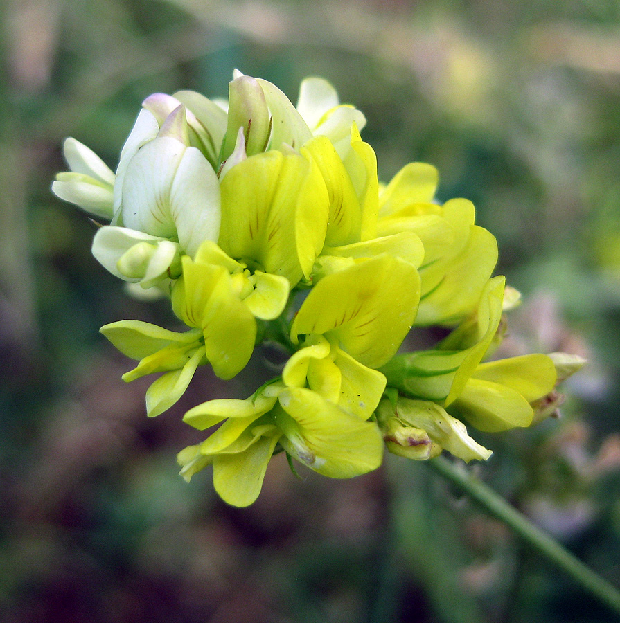 Image of Medicago &times; varia specimen.