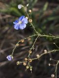 Linum perenne