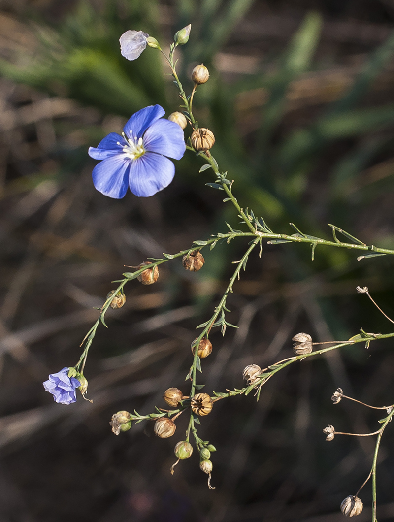 Изображение особи Linum perenne.