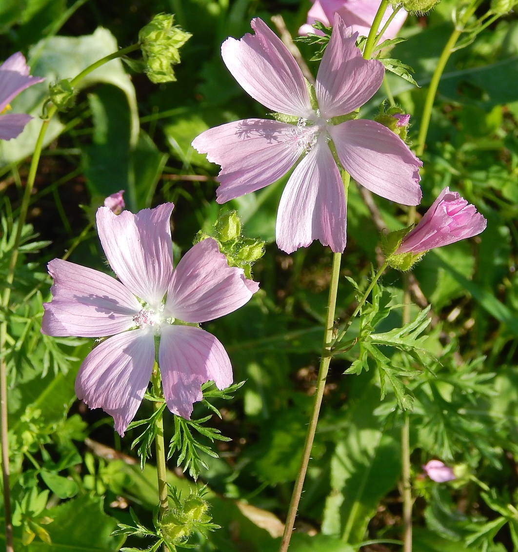 Image of Malva excisa specimen.