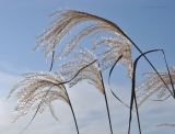 Miscanthus sacchariflorus