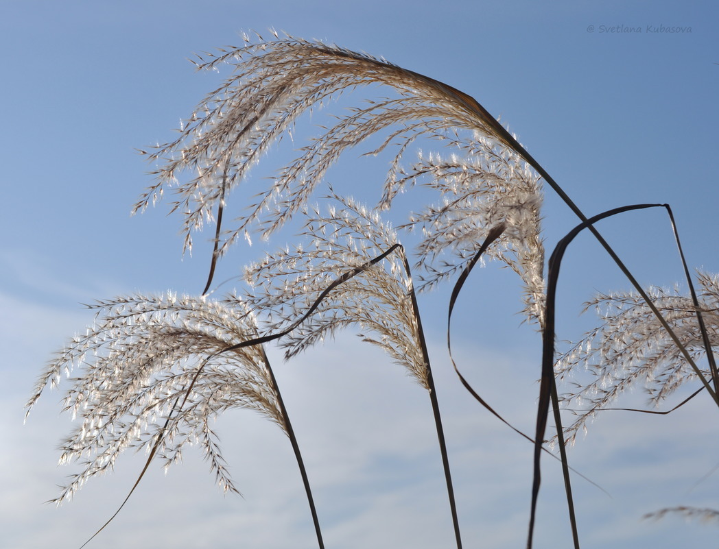 Изображение особи Miscanthus sacchariflorus.