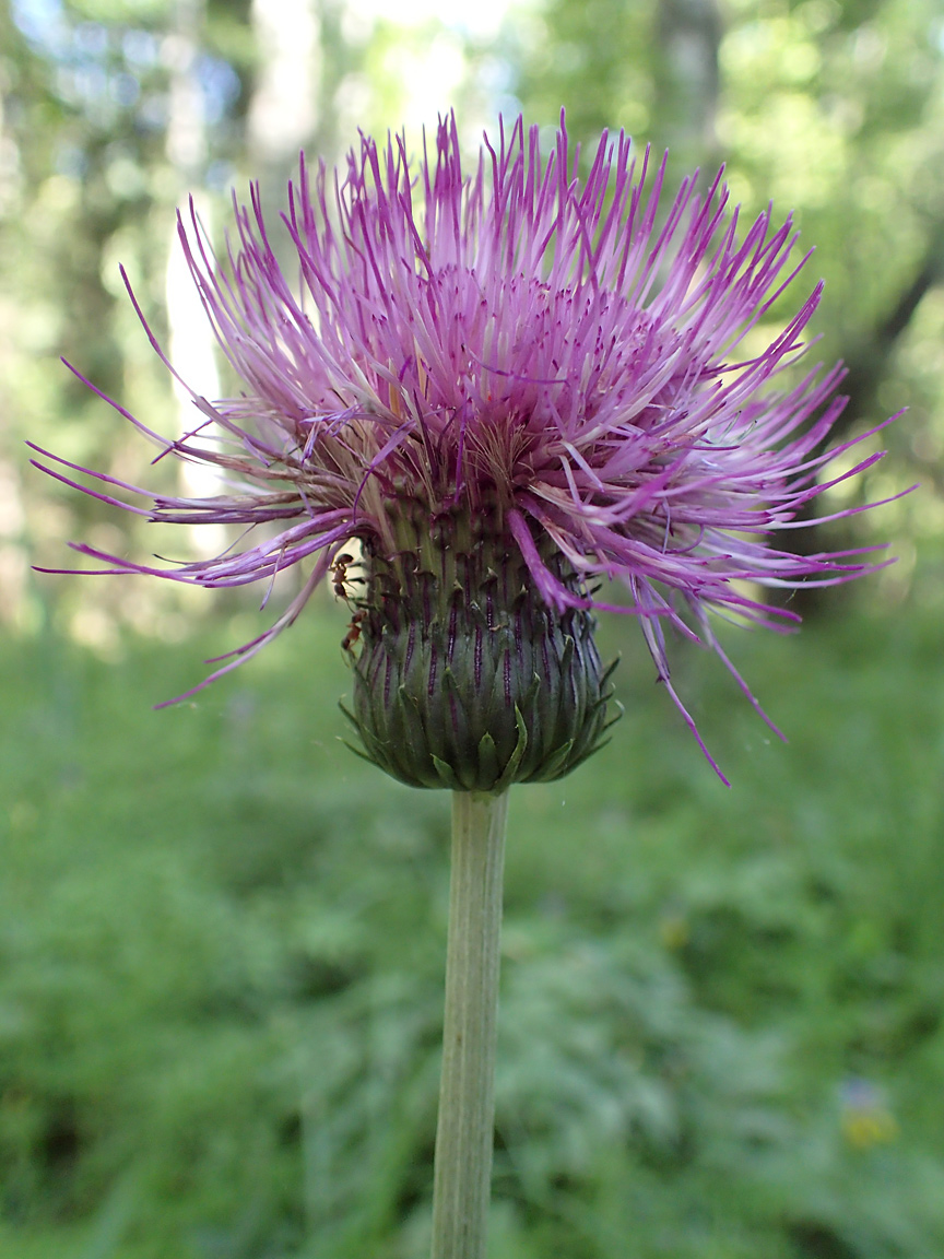 Image of Cirsium heterophyllum specimen.