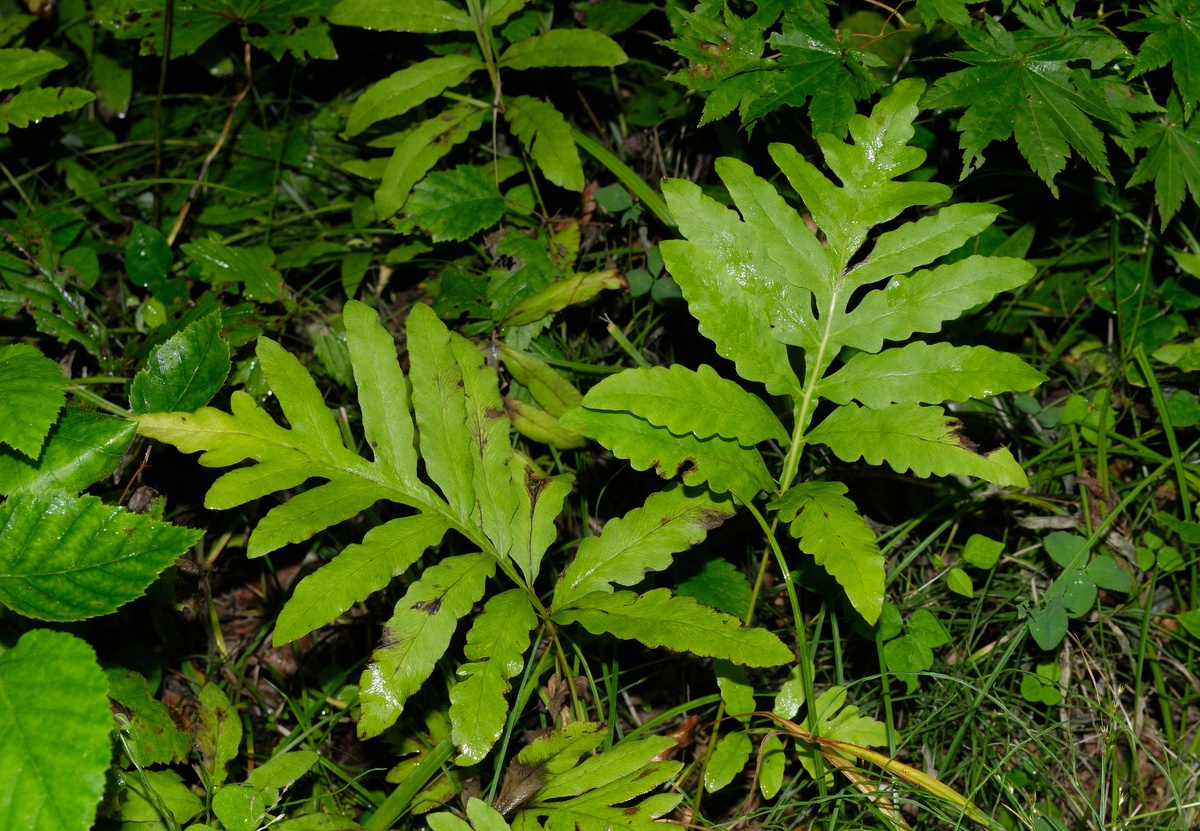 Image of Onoclea sensibilis specimen.