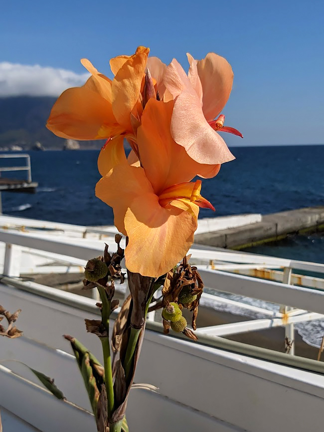 Image of genus Canna specimen.