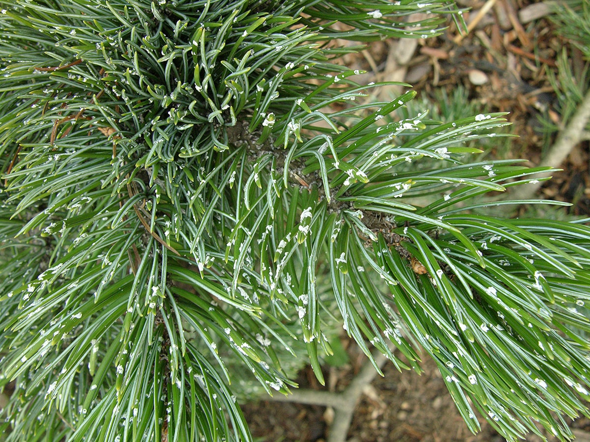 Изображение особи Pinus aristata.