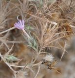 Carthamus подвид foliosus