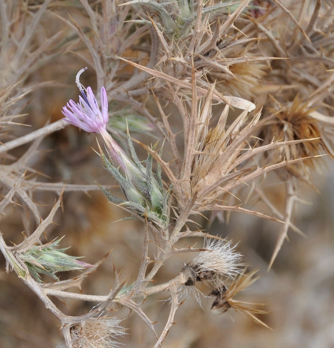 Изображение особи Carthamus tenuis ssp. foliosus.