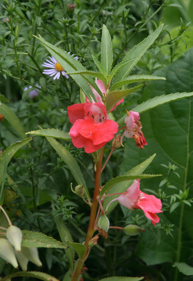 Image of Impatiens balsamina specimen.