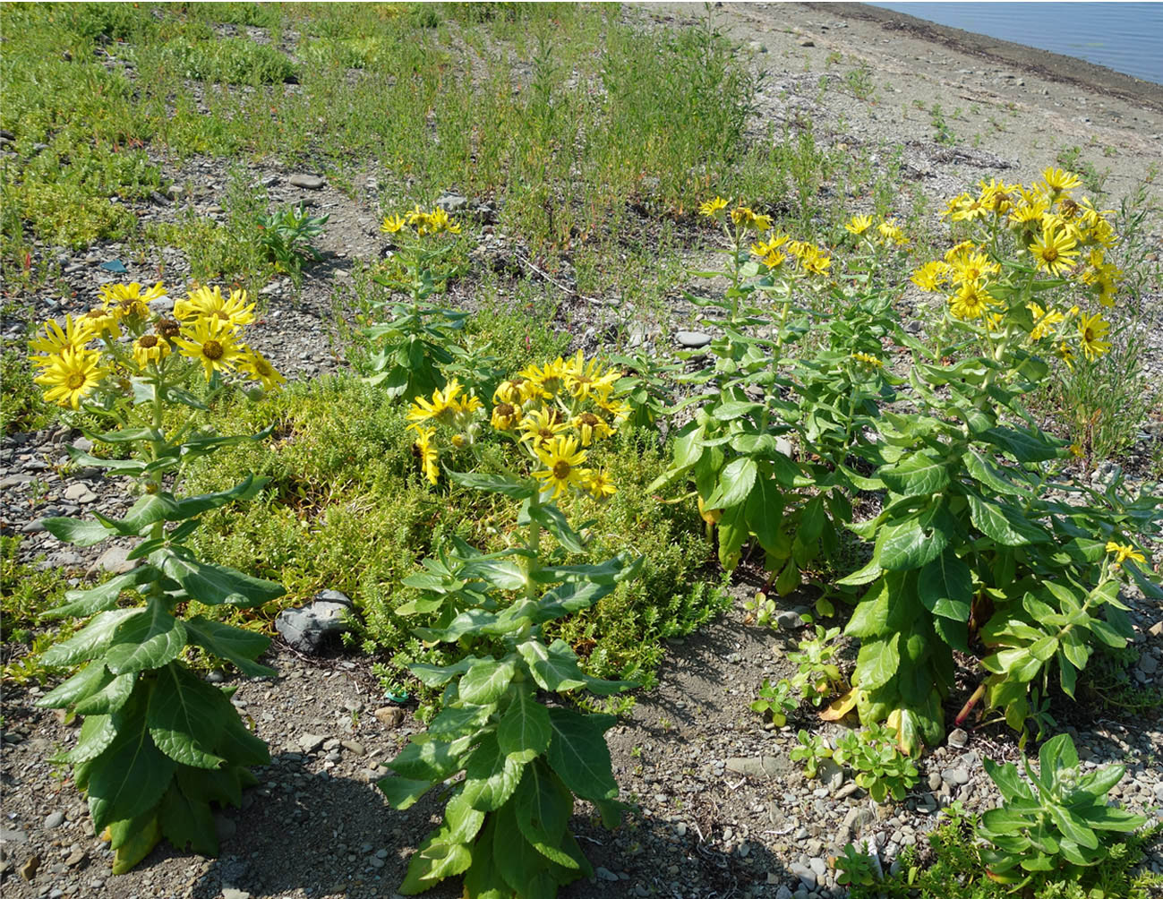 Image of Senecio pseudoarnica specimen.