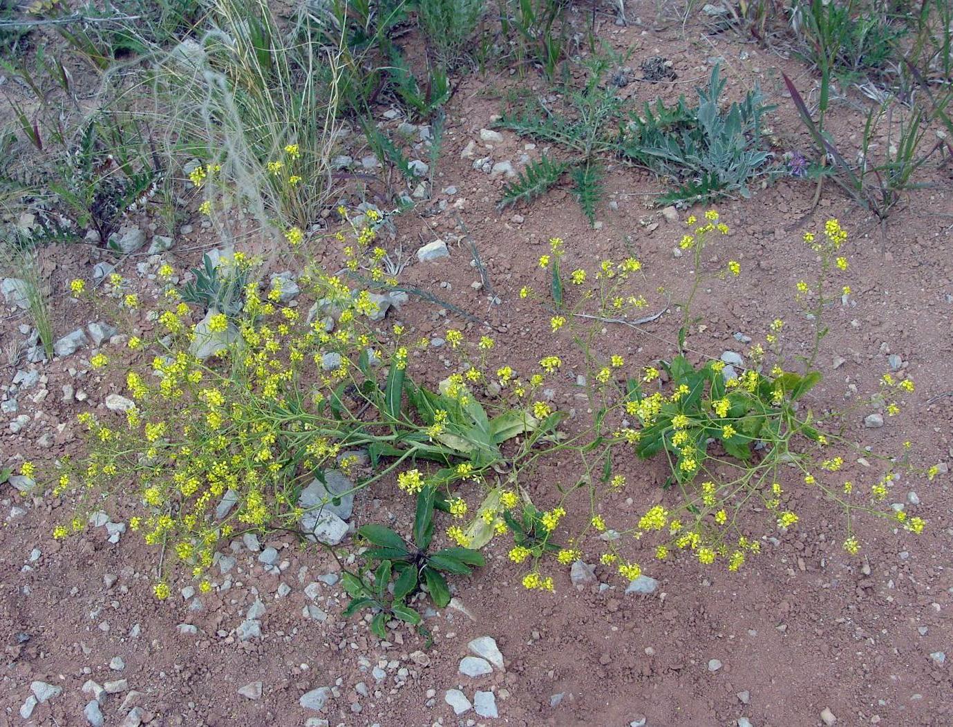 Image of Erucastrum armoracioides specimen.