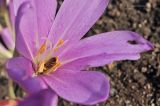 род Colchicum