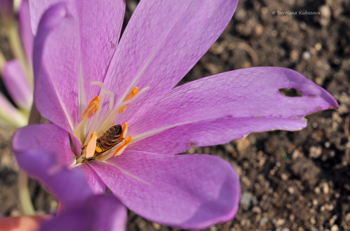 Изображение особи род Colchicum.