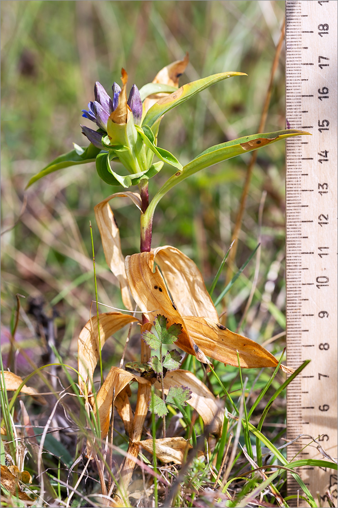 Image of Gentiana cruciata specimen.