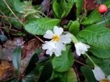 Primula vulgaris