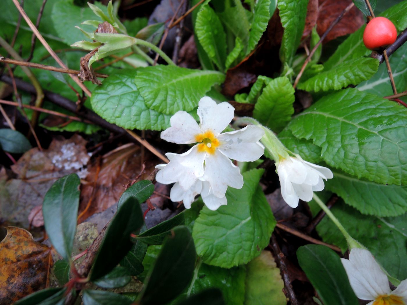 Image of Primula vulgaris specimen.