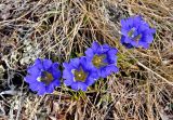 Gentiana grandiflora. Цветки. Алтай, Кош-Агачский р-н, долина р. Аккаллу-Озек, ≈ 2500 м н.у.м., горная тундра. 17.06.2019.