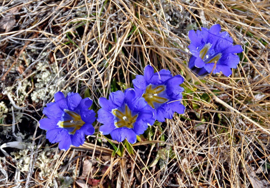 Image of Gentiana grandiflora specimen.