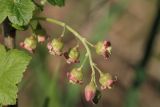 Ribes nigrum