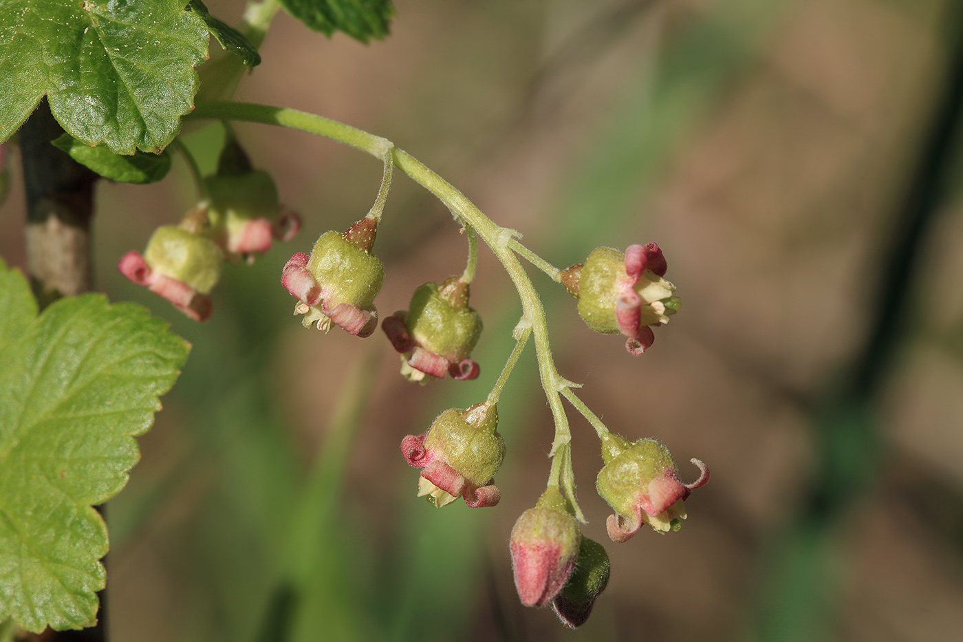 Изображение особи Ribes nigrum.