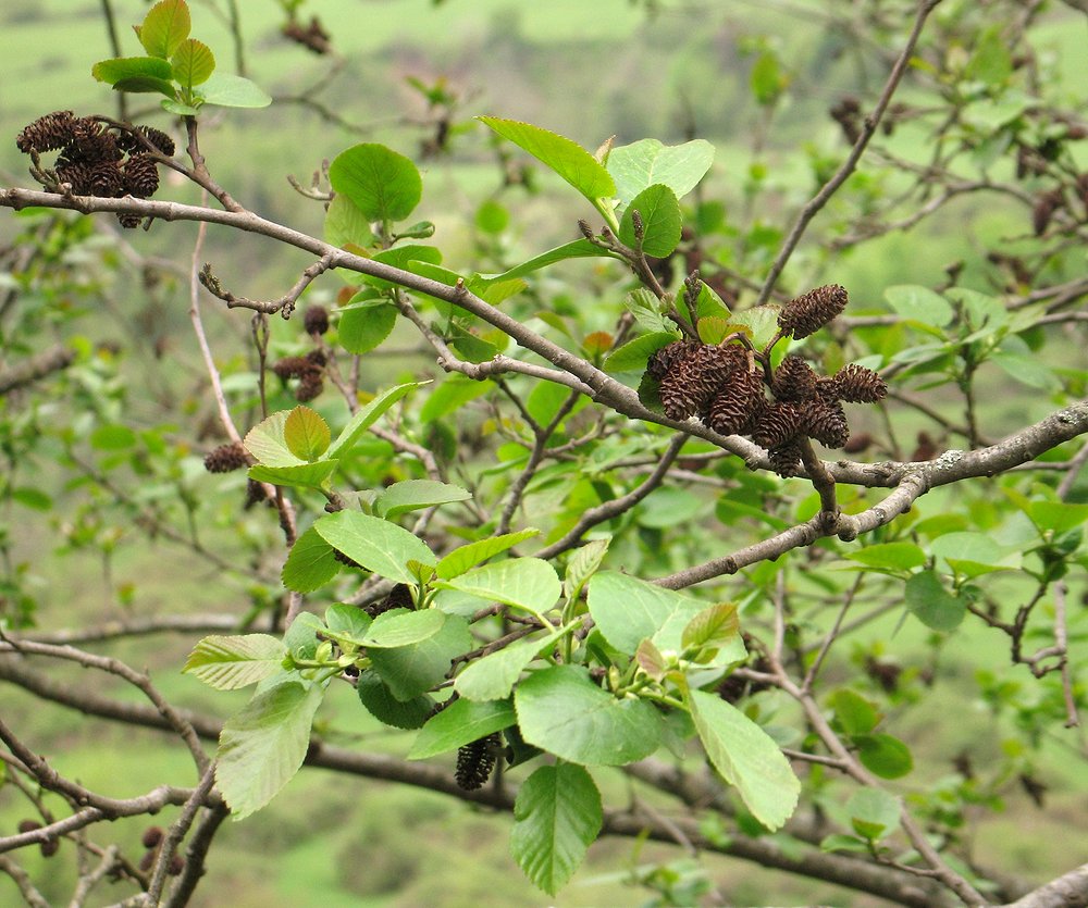 Image of Alnus subcordata specimen.