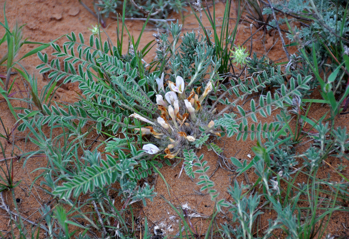 Image of Astragalus dolichophyllus specimen.