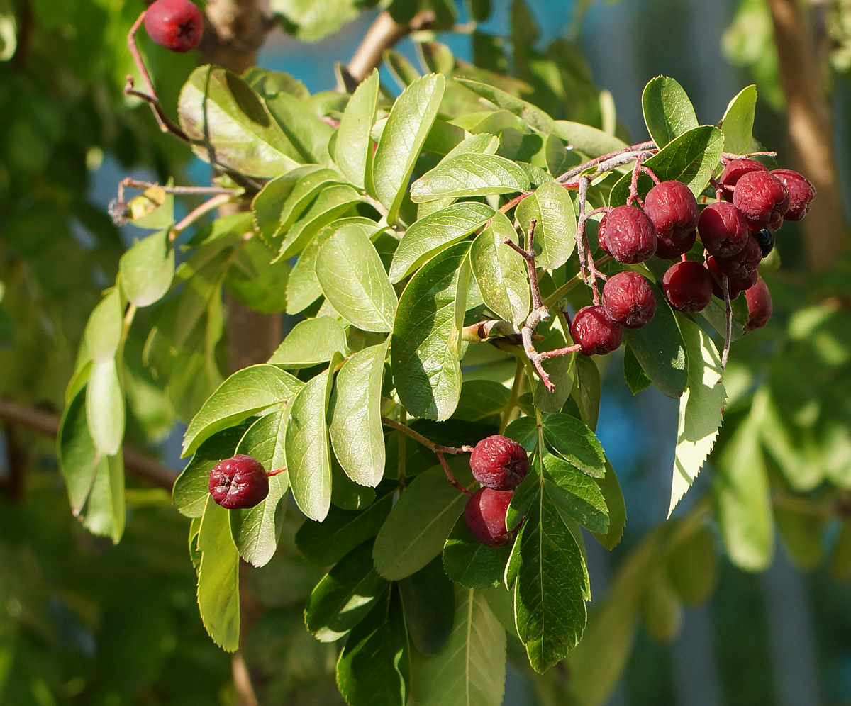 Изображение особи &times; Crataegosorbus miczurinii.
