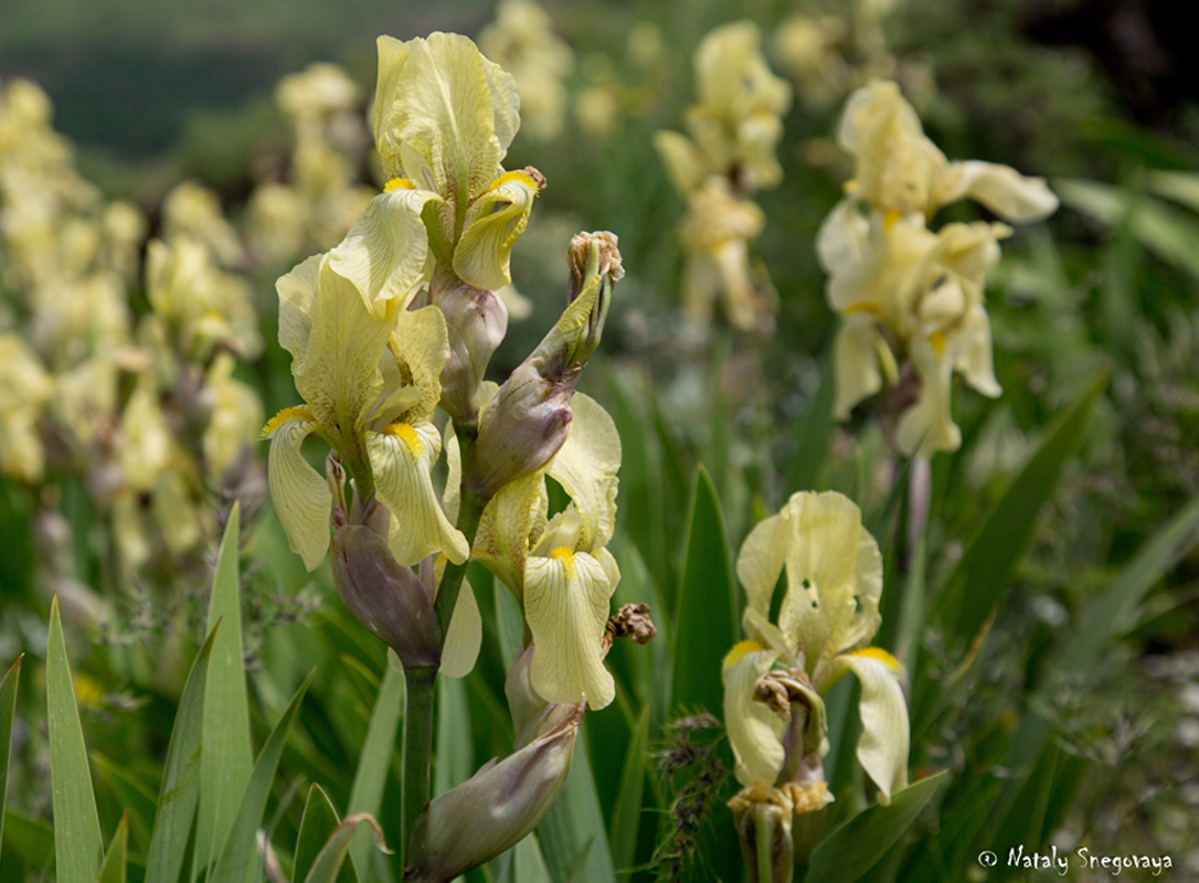 Изображение особи Iris imbricata.