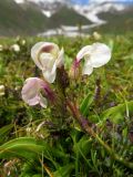 Pedicularis rhinanthoides. Верхняя часть цветущего растения. Таджикистан, Гиссарский хребет, верх. р. Зидды, ≈ 3000 м н.у.м., сырая лужайка. 13.06.2018.