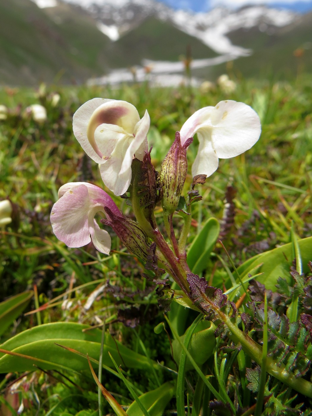 Изображение особи Pedicularis rhinanthoides.