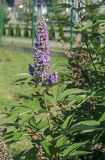 Vitex agnus-castus. Доцветающий побег. Краснодарский край, МО город-курорт Сочи, Адлерский р-н, м-н Адлер, междуречье р. Мзымта и р. Псоу, Имеретинская низменность, Орнитологический парк. 9 октября 2019 г.