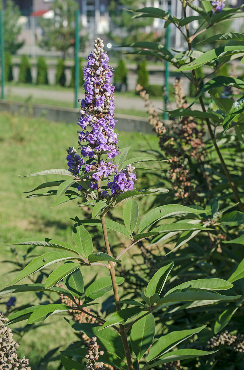 Изображение особи Vitex agnus-castus.