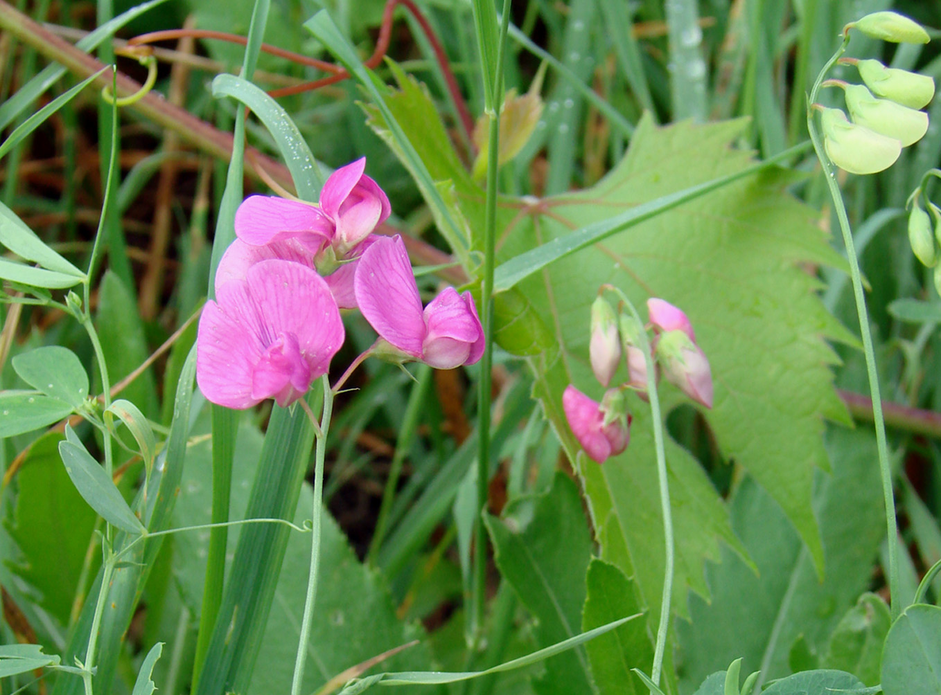 Изображение особи Lathyrus sylvestris.