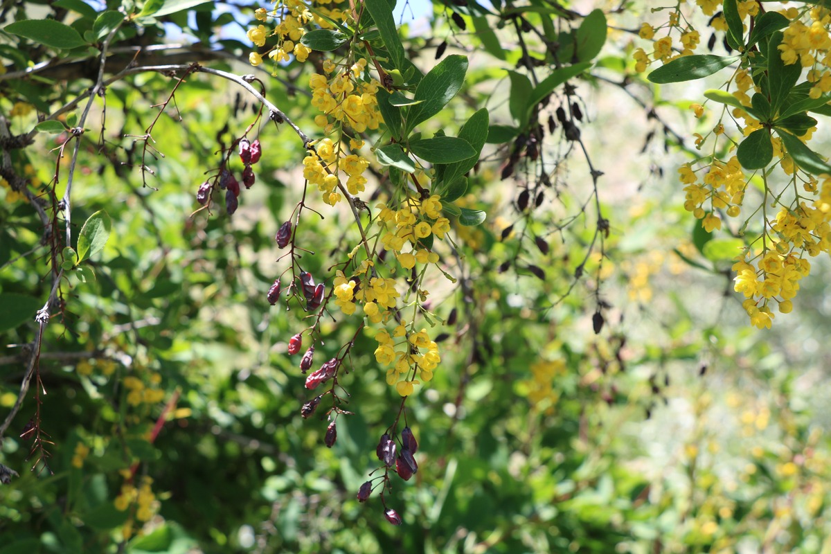 Image of genus Berberis specimen.