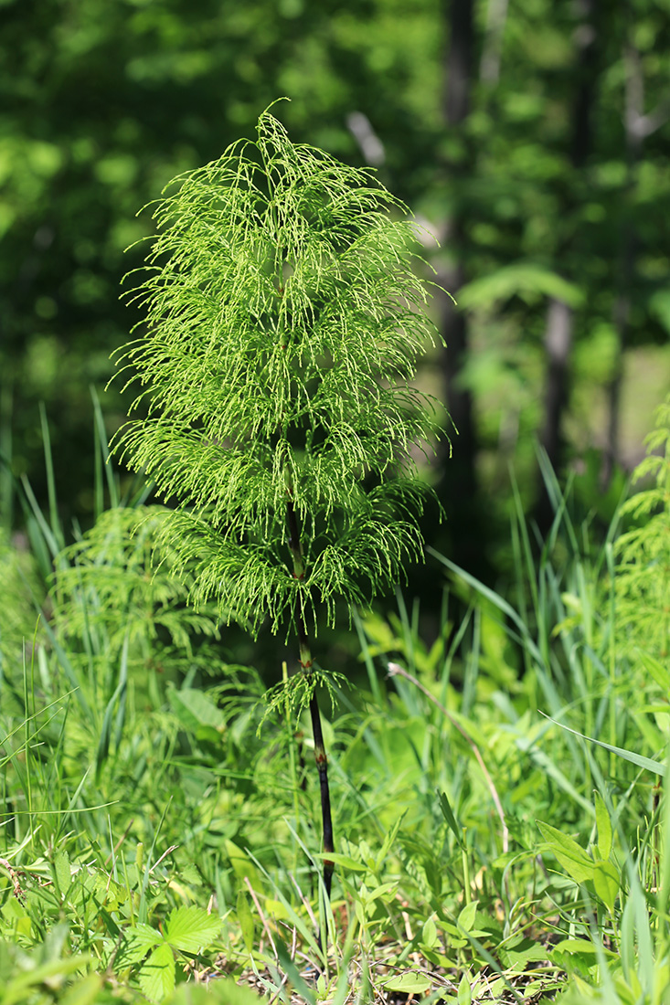 Image of Equisetum sylvaticum specimen.