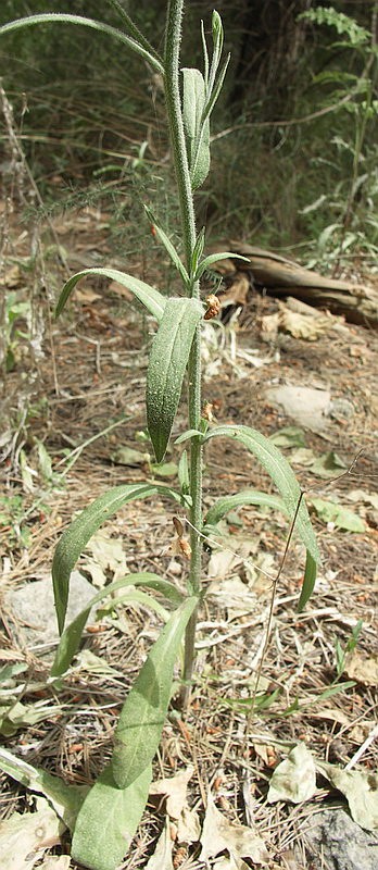 Image of Campanula rapunculus specimen.