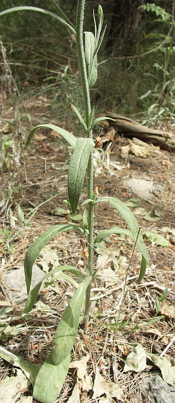 Изображение особи Campanula rapunculus.